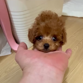 ❤️決まりました❤️ラブリィージェニーちゃん❤️動画❤️の画像