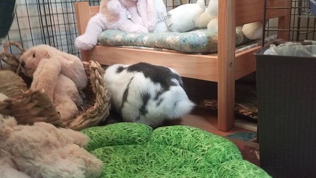 ベッド下の往復も運動♪の記事動画