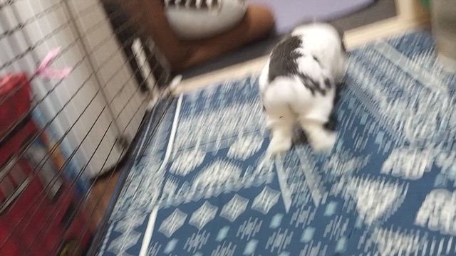 部屋んぽうさぎさんの走り方の記事動画