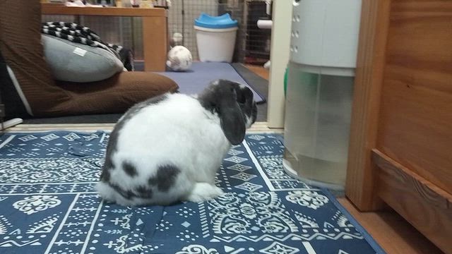 抜け道の記事動画