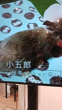 お友達おめでとう ＆ うさぎdaysの記事動画