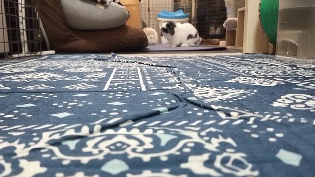 部屋んぽうさぎさんの走り方の記事動画