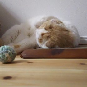 6/5 王子さまとキャッチボール♪～動画～の画像