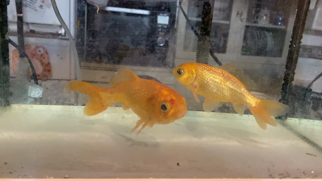 愛しい高齢金魚の記事動画
