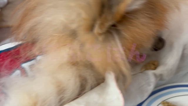 ぽぷごはんの記事動画