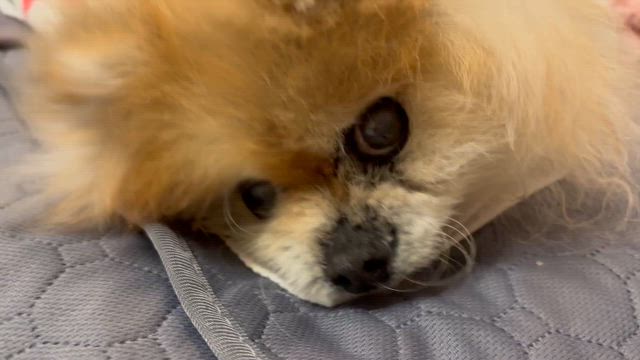 最後のごはん？の記事動画