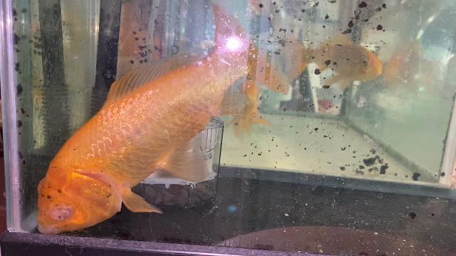 愛しい高齢金魚の記事動画