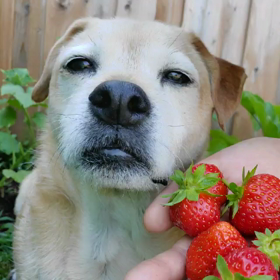 しゃべる犬の画像