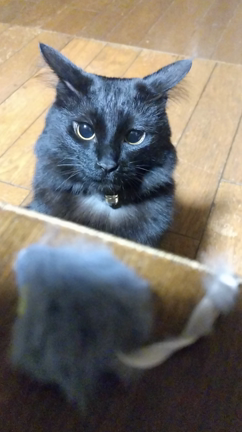 ゆっくり猫パンチの記事動画