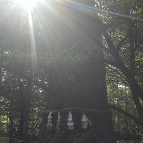 【続】素晴らしいご神木とステキなさえずりの画像