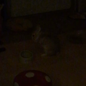真夜中のご飯の画像