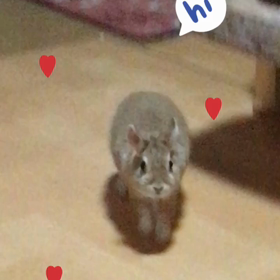 私の癒し その1の画像