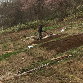 オッチャンのじゃがいも植え付け。の画像