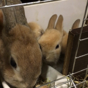 親子でごはん動画の画像