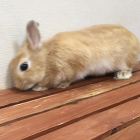 ゴロン動  画の画像