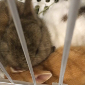 耳！の画像