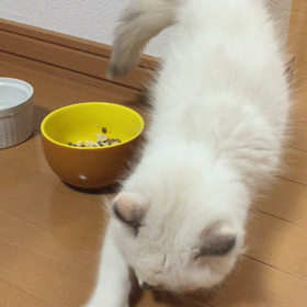 なにしてるのか？の画像