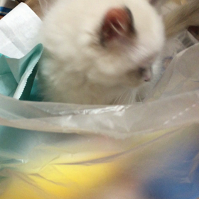 むぎのいたずらの画像