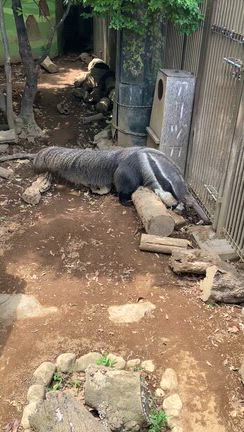 【西葛西】入園無料の動物園がめちゃくちゃ楽しすぎた！の記事動画