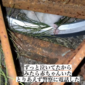 野良猫の赤ちゃん子猫の話の画像