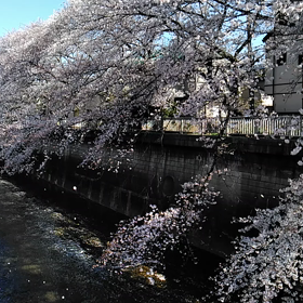 桜吹雪♪の画像