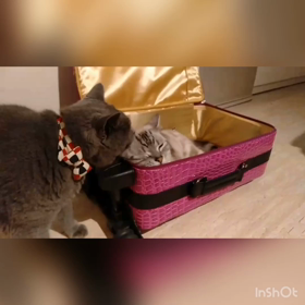 猫パンチ！の画像