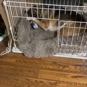 娘のところの犬の画像