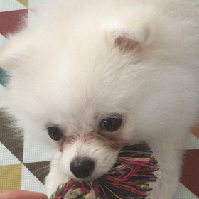 甘噛み、痛いし(＞人＜;)の画像