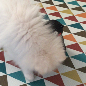 くまモンノックアウト(＞人＜;)の画像