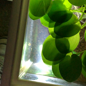 メダカの成長の画像
