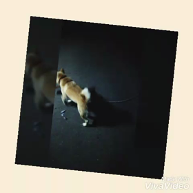 動画で遊んでみた。今日の麦さん。の画像