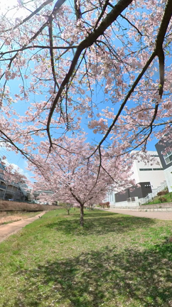 360度撮影カメラ買ってみた～☆insta360 ONE X2の記事動画