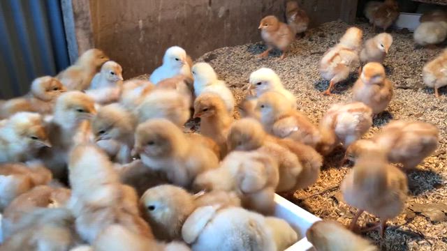 春から夏までまとめ①の記事動画