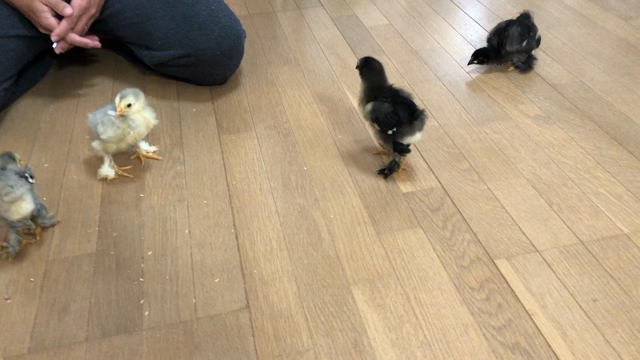 ジャンプ！ジャンプ！の記事動画
