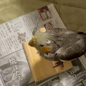 お食事風景の画像