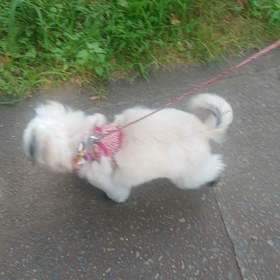 8/6お散歩デビュー❗❗ ～其の二の画像