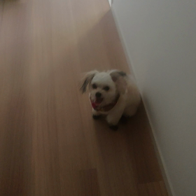 8/6お散歩デビュー❗❗ ～其の一の画像
