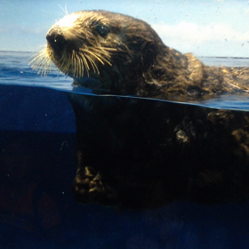 ラッコ動画５の画像