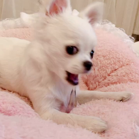 歯磨き。の画像