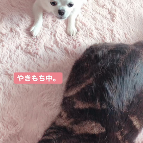 やきもちもち。の画像
