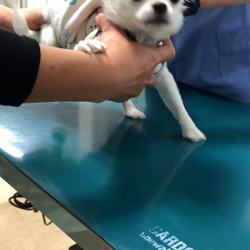 狂犬病予防接種の画像
