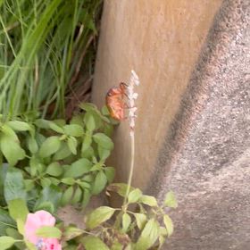 セミの羽化の画像
