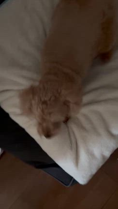 朝のルーティンの記事動画