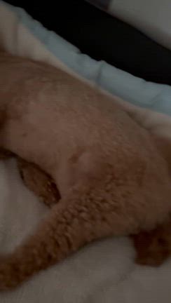 朝のルーティンの記事動画