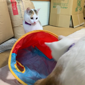 みゆちゃん正式譲渡になりましたの画像