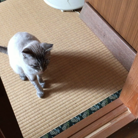 昨日のミシャの画像