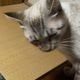 お膝の上の画像