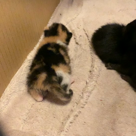 ねこの画像