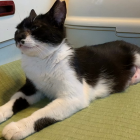 クロミちゃんと子猫の画像