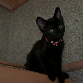 子猫の画像